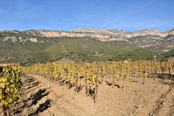 Виноградники восени поблизу селища ла Vilella Альта в на — стокове фото