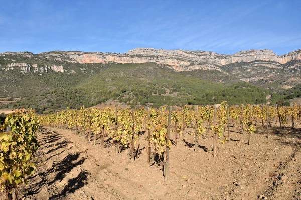 Vinhas no outono perto da aldeia de La Vilella Alta, no — Fotografia de Stock