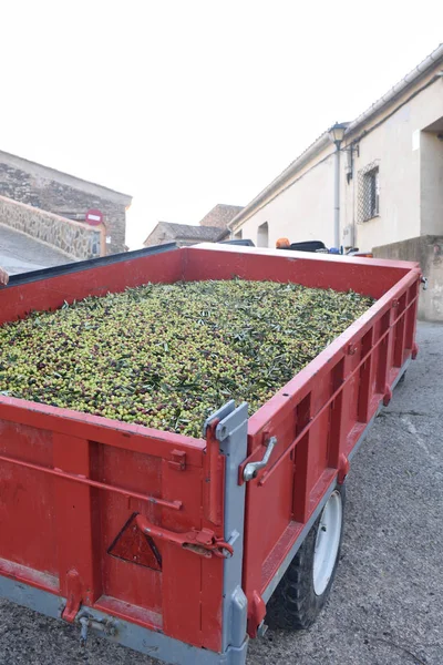 Déchargement d'olives dans la coopérative agricole de Vilella Alta — Photo