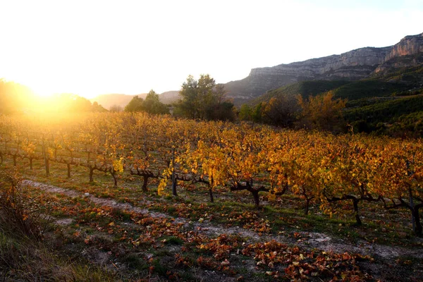 Solnedgång i vingårdarna i Priorat nära de byn av Morera — Stockfoto