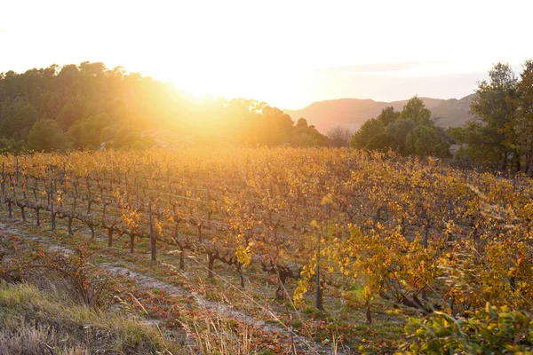 Puesta de sol en los viñedos del Priorat cerca del pueblo de Morera — Foto de Stock