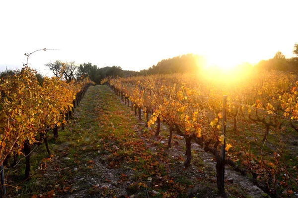 Puesta de sol en los viñedos del Priorat cerca del pueblo de Morera — Foto de Stock