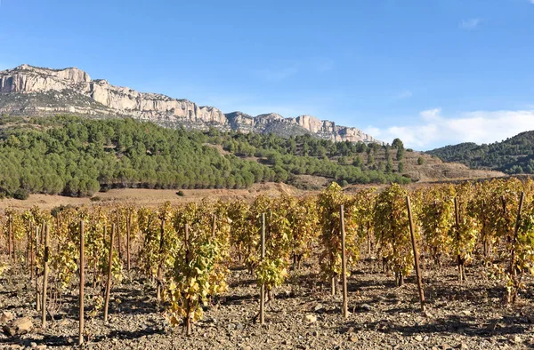 葡萄园在秋季附近的 La Vilella 的村庄, 在 — 图库照片