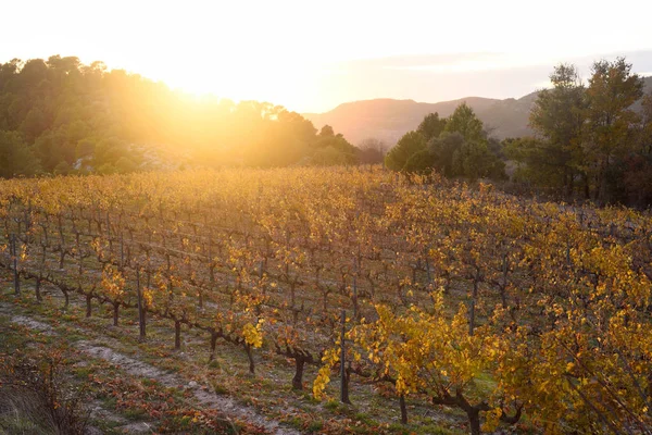 Coucher de soleil dans les vignes du Priorat près de Morera — Photo