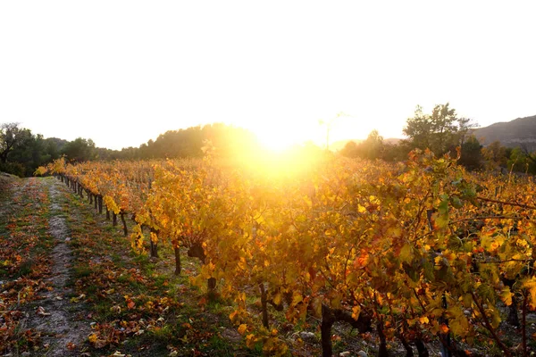 Zachód słońca w winnicach Priorat w pobliżu wsi Morera de — Zdjęcie stockowe