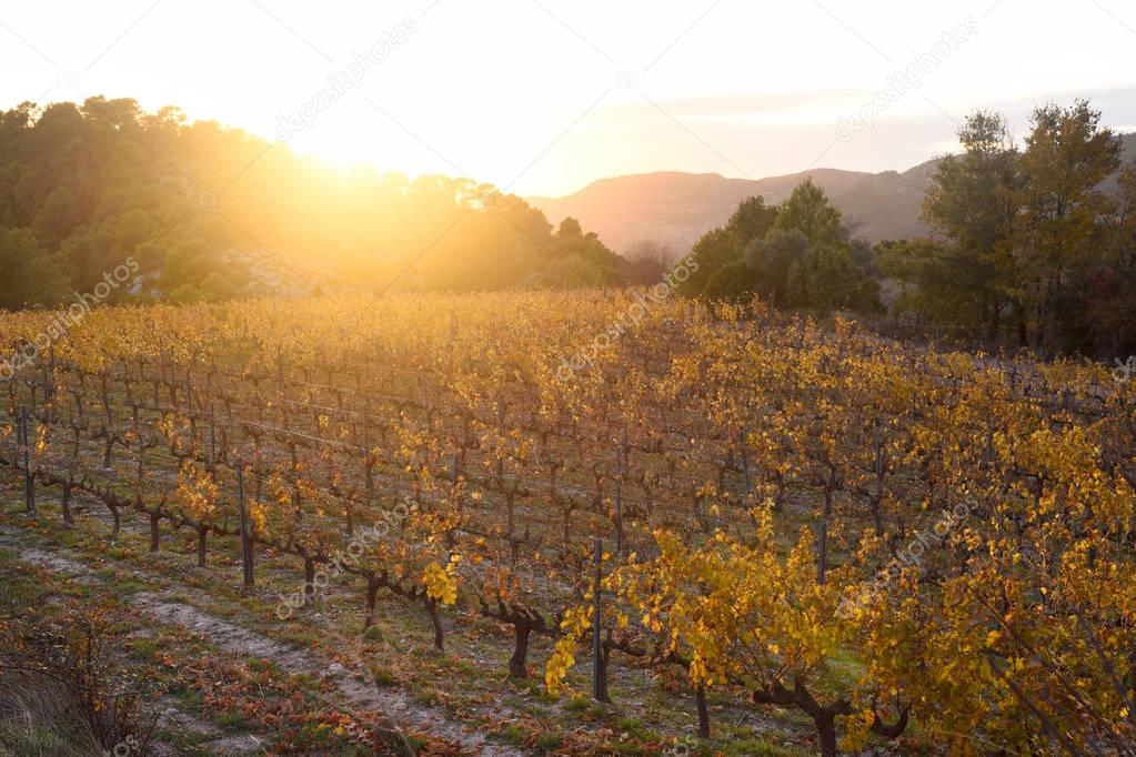 Sunset in the vineyards of the Priorat near de village of Morera