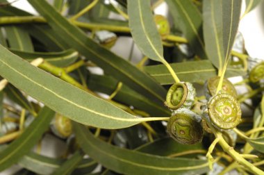 Beyaz arkaplanda okaliptüs yaprakları