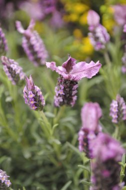 Tarlada lavanta çiçekleri