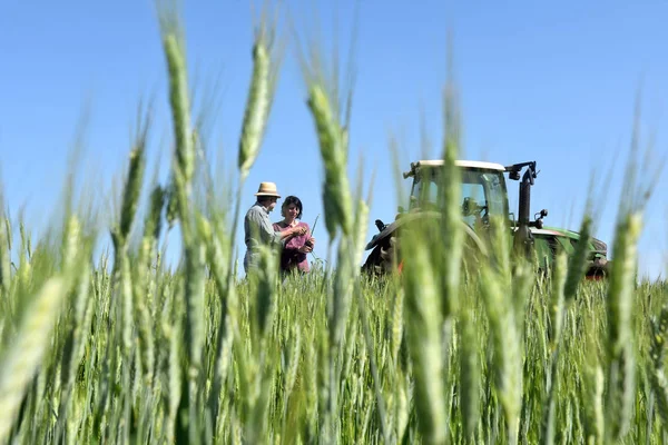 Casal de agricultores num campo de trigo com um tractor — Fotografia de Stock