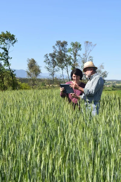 Casal de agricultores em um campo com um tablet digital — Fotografia de Stock