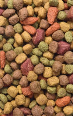 köpek besleme closeup