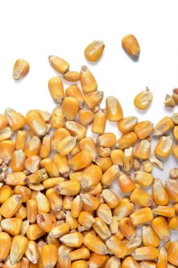 beyaz arkaplanda mısırın dokusu