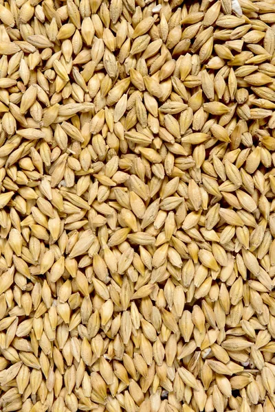 大麦の食感を閉じ込め — ストック写真