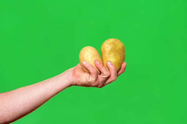 two potatoes on green background