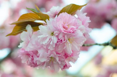 Bir dalda pembe ve beyaz Sakura çiçekleri 