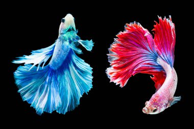 Beyaz Siyam mücadele balık izole hareketli anı yakalamak