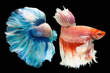 Beyaz Siyam mücadele balık izole hareketli anı yakalamak