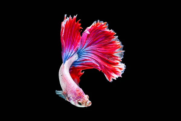 Capture the moving moment of white siamese fighting fish isolate — Stock Photo, Image