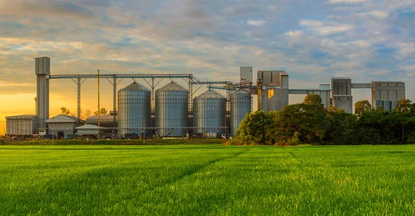 Silos Agrícolas - Edificio Exterior, Almacenamiento y secado de granos, trigo, maíz, soja, girasol contra el cielo azul con arrozales. —  Fotos de Stock