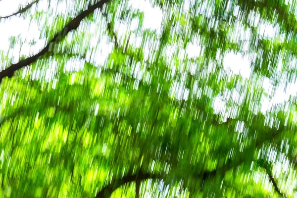 Nature green motion blurred from tree background