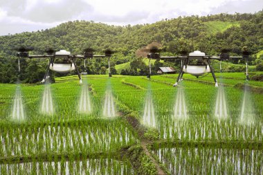 Agriculture drone flying on the green rice fields with morning d clipart