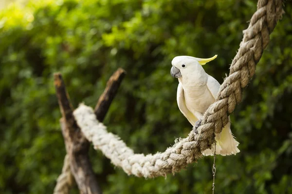 Белый Какаду Парке Белый Какаду Cacatua Alba Известный Зонтик Какаду — стоковое фото