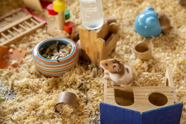 Fluffy Syrian Hamster with wooden hamster house in a cage. clipart