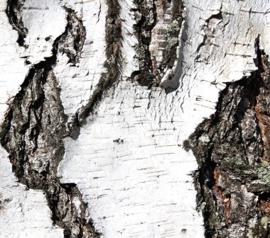 Doğal ahşap tuval arka plan.