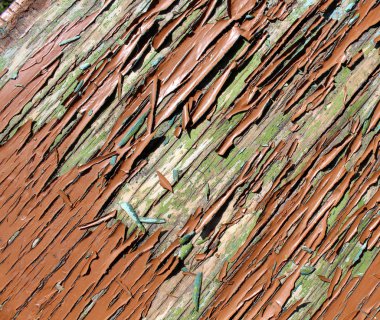 Doğal ahşap tuval arka plan.