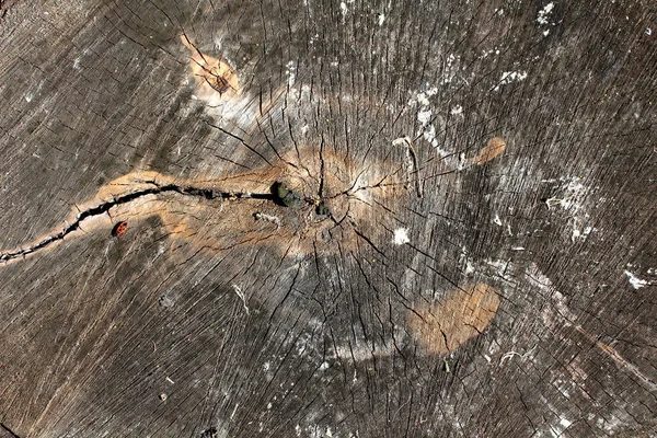 Hintergrund aus natürlichem Holz Leinwand. — Stockfoto