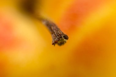 Elma dallı, yakın plan. Fotoğraf. Arkaplan.