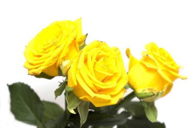 Beyaz arka planda sarı gül. Bir fotoğraf..