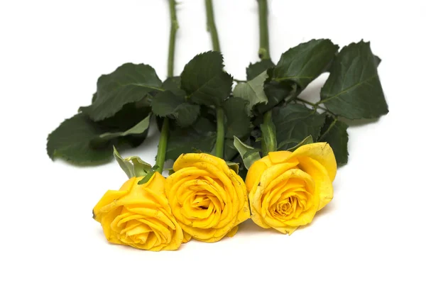 Rosa Amarela Sobre Fundo Branco Uma Foto — Fotografia de Stock
