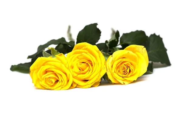 Žlutá Růže Bílém Pozadí Fotka — Stock fotografie