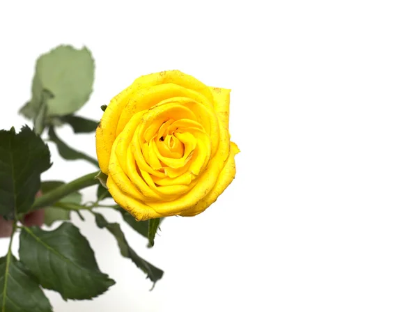 Κίτρινο Τριαντάφυλλο Λευκό Φόντο Μια Φωτογραφία — Φωτογραφία Αρχείου