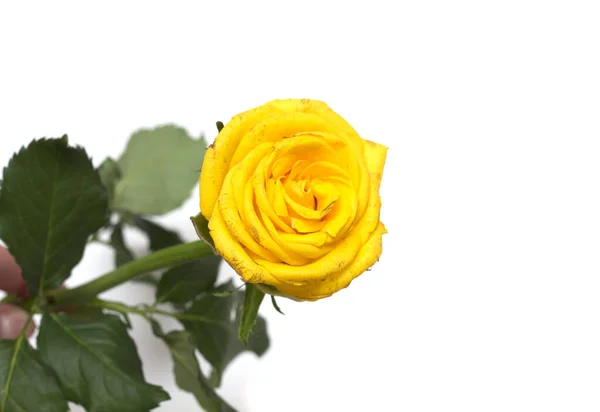 Yellow Rose White Background Photo — Stock Photo, Image