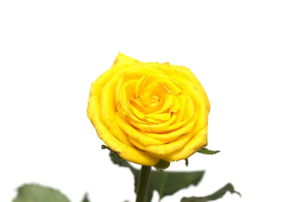 Rose Jaune Sur Fond Blanc Une Photo — Photo