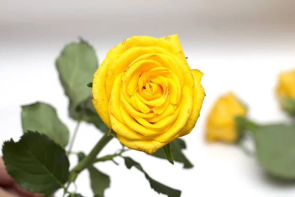 Rosa Amarela Sobre Fundo Branco Uma Foto — Fotografia de Stock