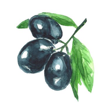Sulu boya resim. Zeytin dalı. 
