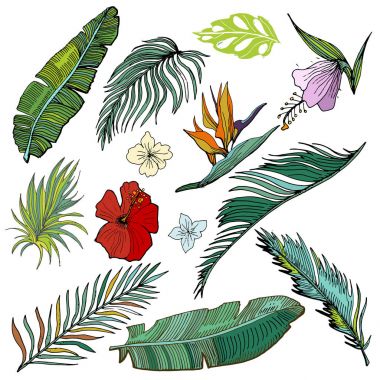 Elle çizilmiş vektör tropikal Set. Muz ve palmiye yaprakları ve önemli