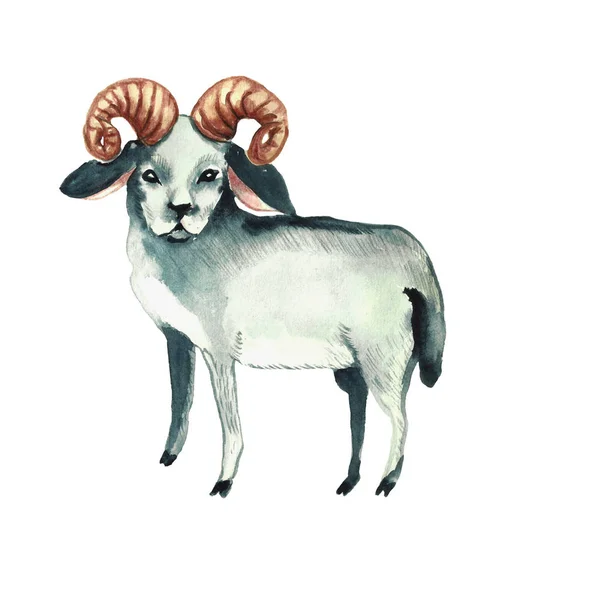 小羊在白色背景上被隔离 斋月节假日 水彩画 — 图库照片