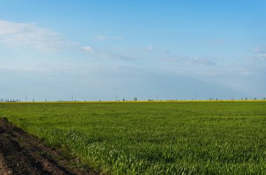 Buğday büyüyor. Yeşil alan ve mavi gökyüzü. Buğday..
