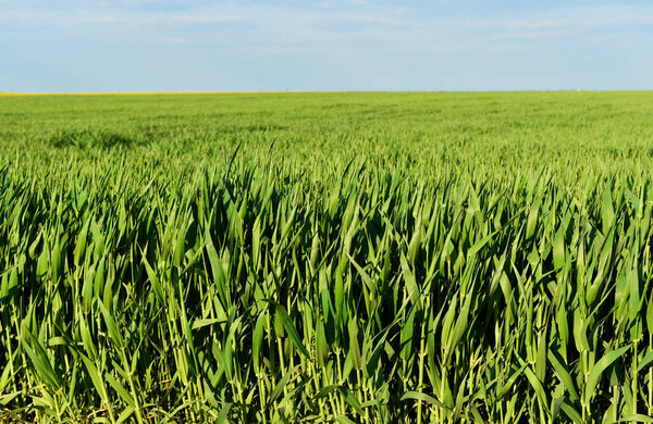 Wheat is growing. Green field and blue sky. Wheat.