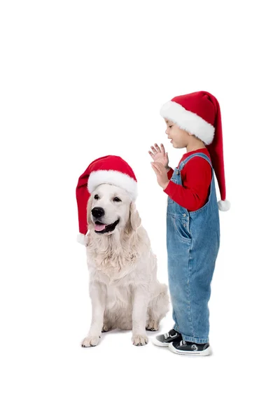 Ein Hund, der Labrador und das Kind in der Mütze des Weihnachtsmannes sitzen und schauen — Stockfoto