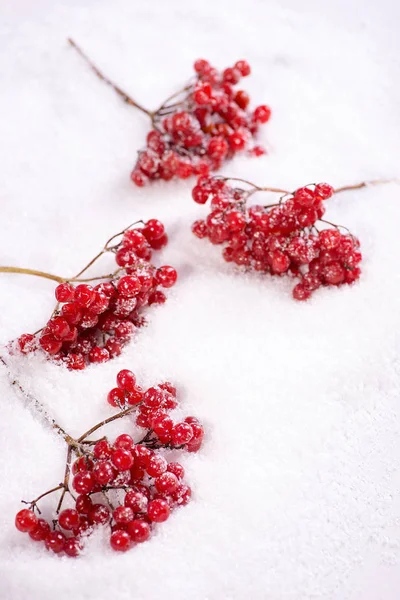 Grenar av en guelder rose på snö — Stockfoto