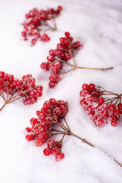 Gałęzie guelder rose na śniegu — Zdjęcie stockowe