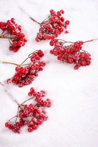 Gałęzie guelder rose na śniegu — Zdjęcie stockowe