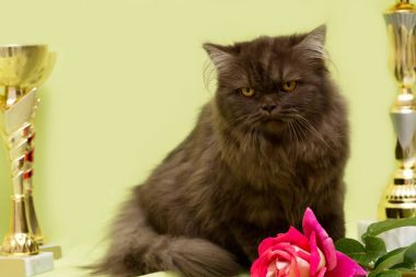 kahverengi kedi İskoç cups ile bir yarışma kazanan