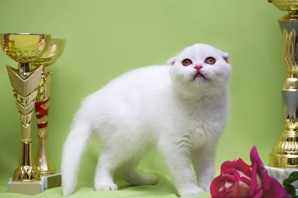 Beyaz yavru kedi İskoç ödül ile-bir yarışma kazanan — Stok fotoğraf
