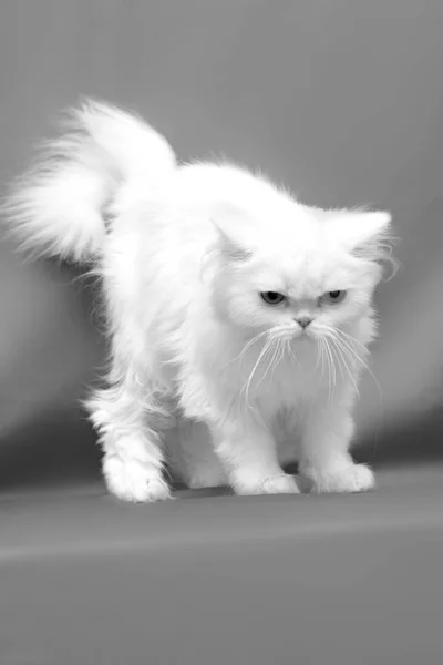 El gato enojado el blanco escocés se para — Foto de Stock